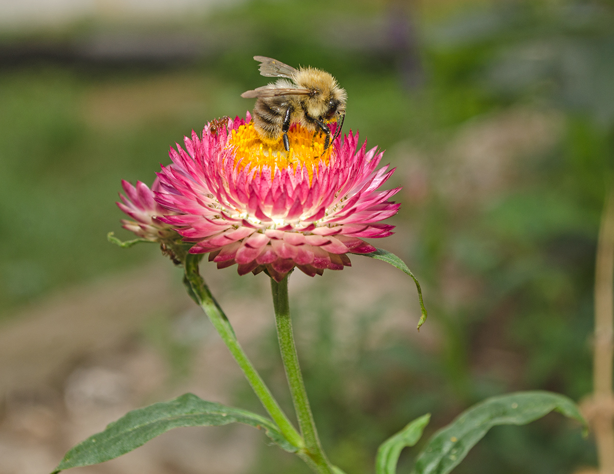 Изображение особи Xerochrysum bracteatum.