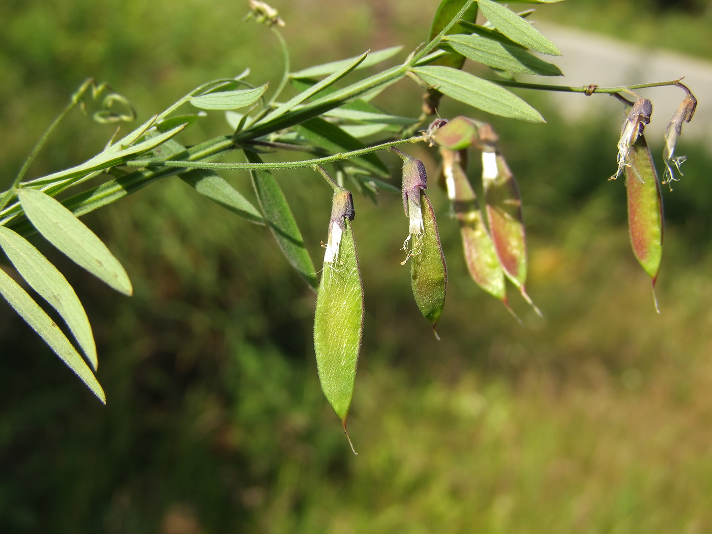 Изображение особи Lathyrus pilosus.