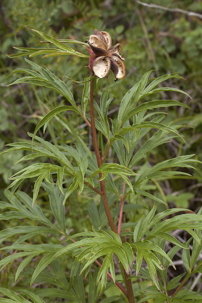 Изображение особи Paeonia anomala.