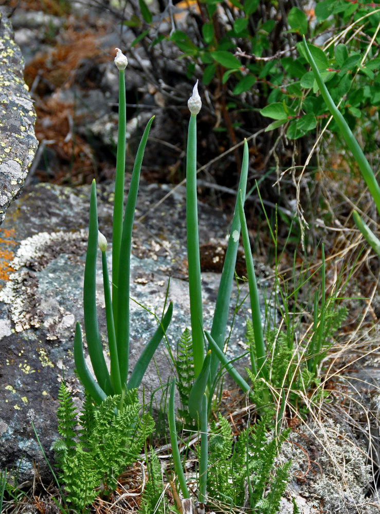 Изображение особи Allium altaicum.