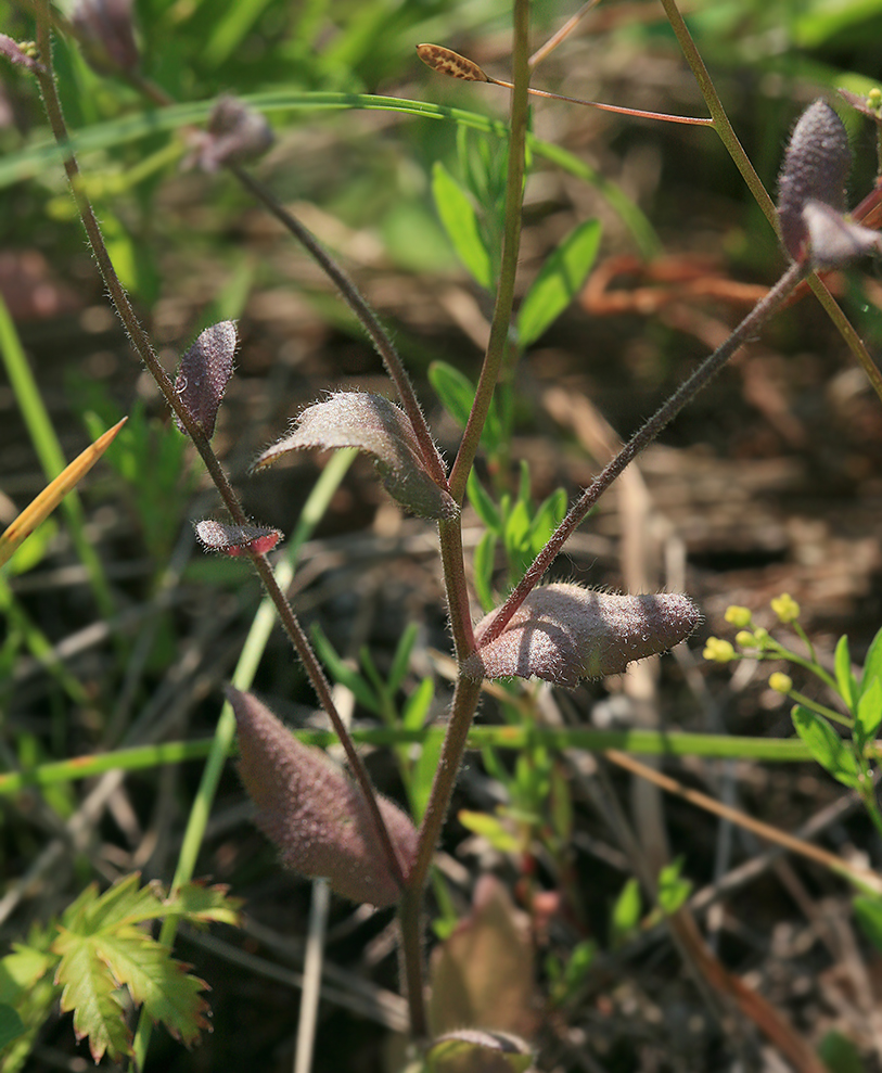 Image of Draba nemorosa specimen.