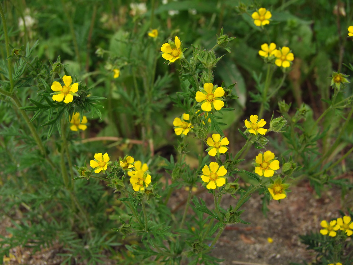 Изображение особи Potentilla tergemina.