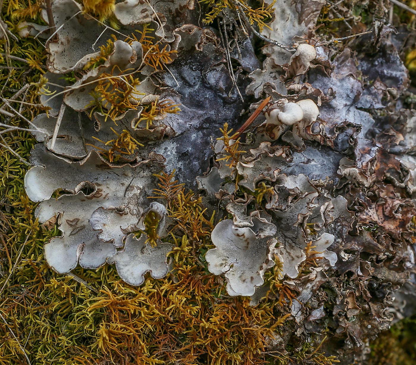 Image of genus Peltigera specimen.