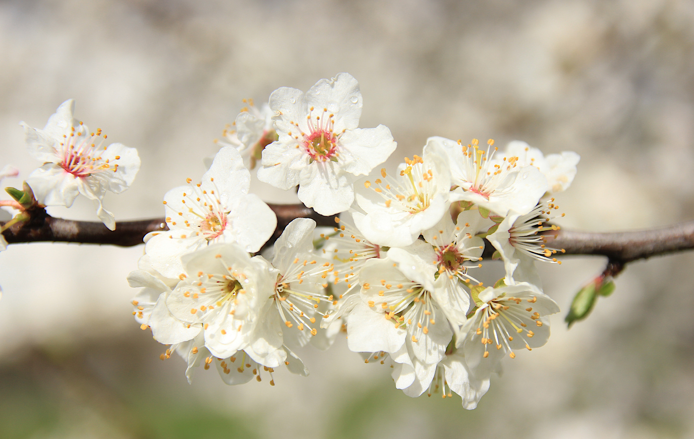 Image of Prunus cerasifera specimen.