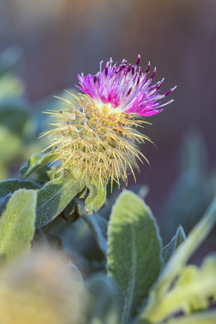 Image of Centaurea seridis ssp. maritima specimen.