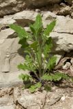 Sisymbrium loeselii. Молодое растение. Псков, нижняя часть разрушающейся крепостной стены. 12.05.2019.