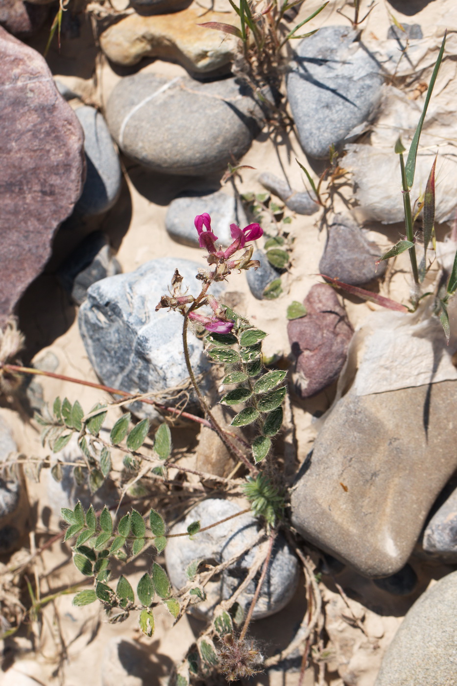 Image of Oxytropis litwinowii specimen.