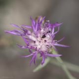 Centaurea caprina. Соцветие с притаившимся жуком. Крым, Бахчисарайский р-н, пгт Куйбышево, обочина тропинки в смешанном лесу (сосна, дуб, скумпия, граб и проч.) на склоне горы. 05.07.2019.