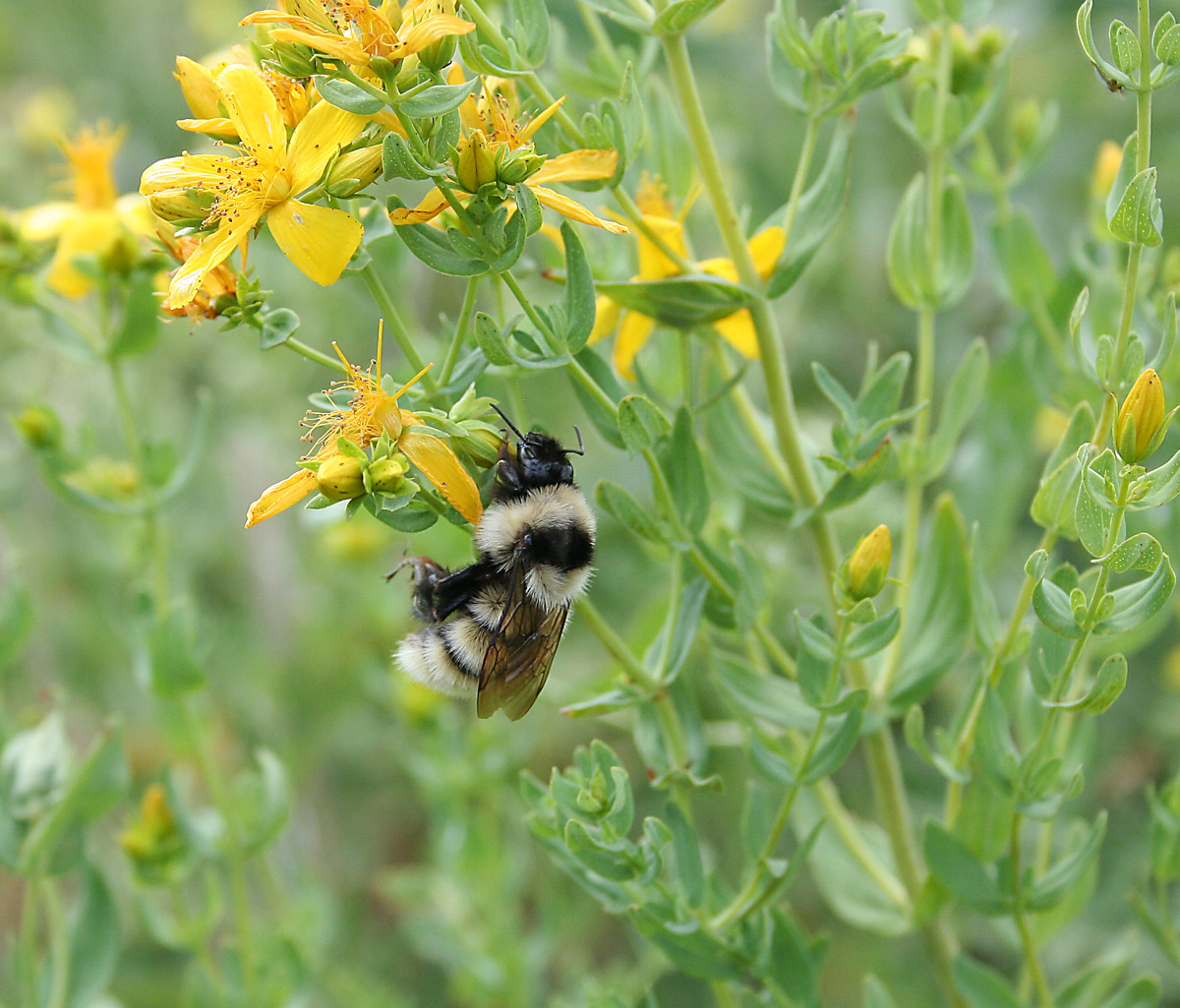 Изображение особи Hypericum perforatum.