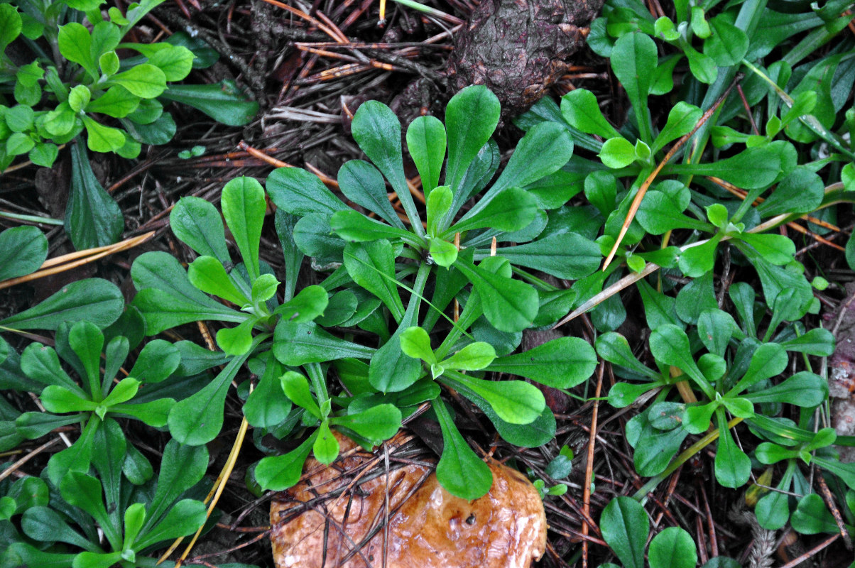 Изображение особи Antennaria dioica.