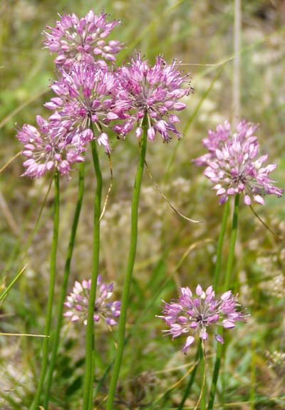 Image of Allium cretaceum specimen.