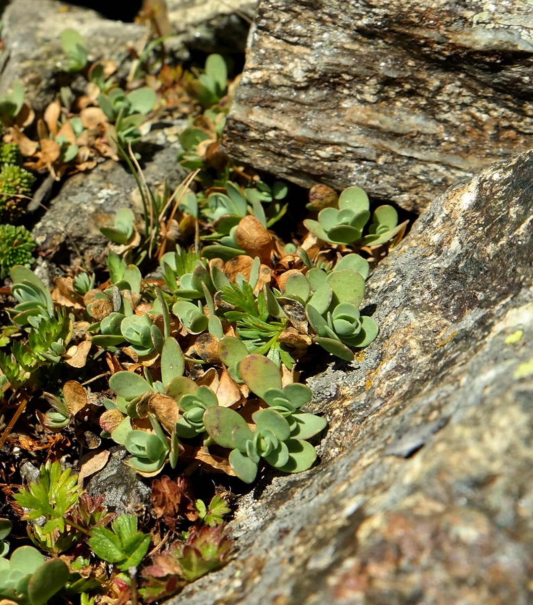 Изображение особи Eunomia rotundifolia.