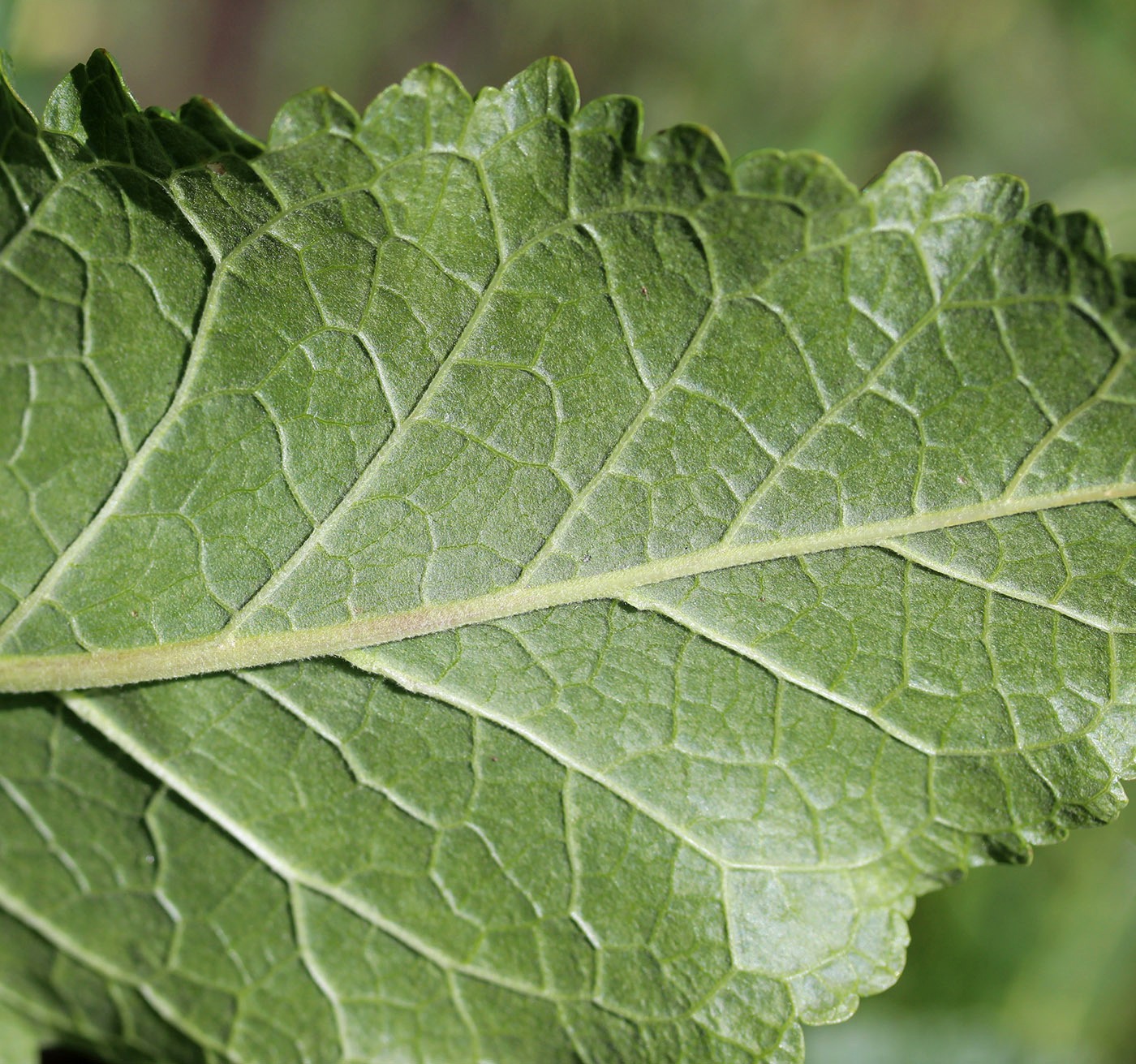 Image of Verbascum lychnitis specimen.