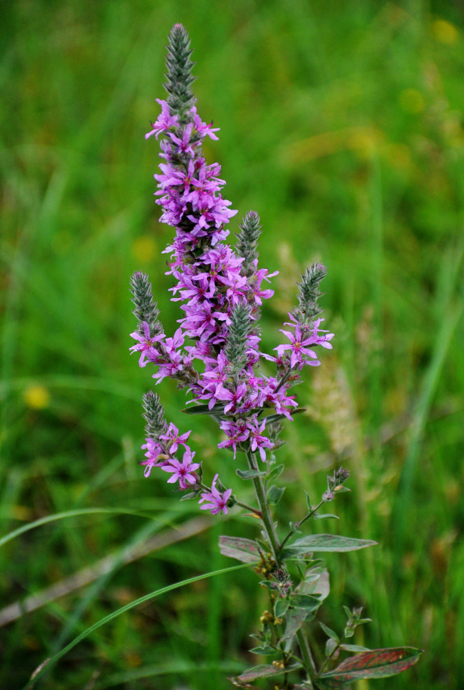 Image of Lythrum salicaria specimen.