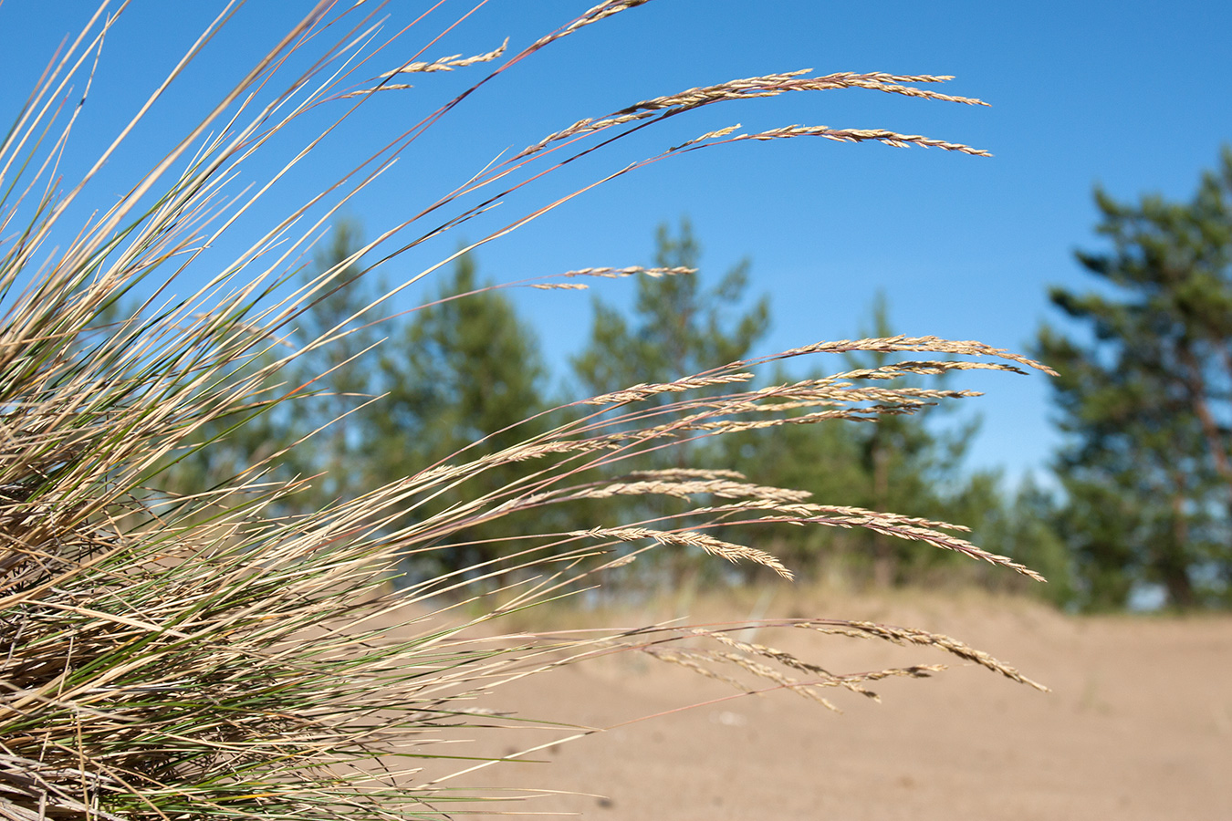 Изображение особи Festuca ovina.