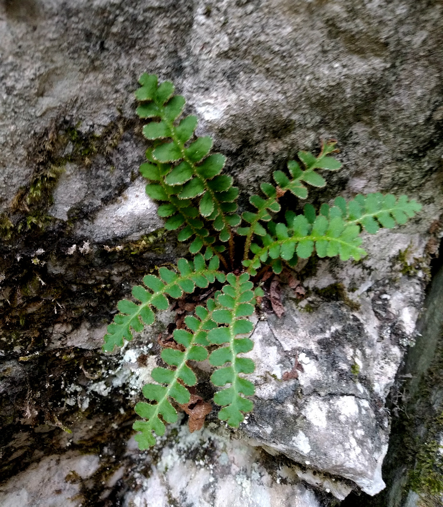 Изображение особи Ceterach officinarum.