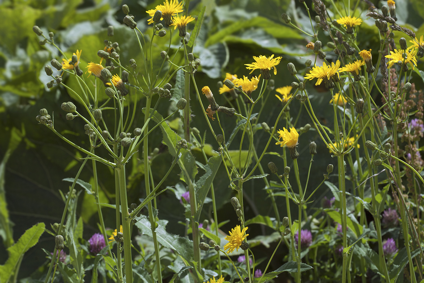 Изображение особи Sonchus arvensis.