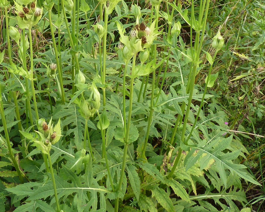 Изображение особи Cirsium oleraceum.