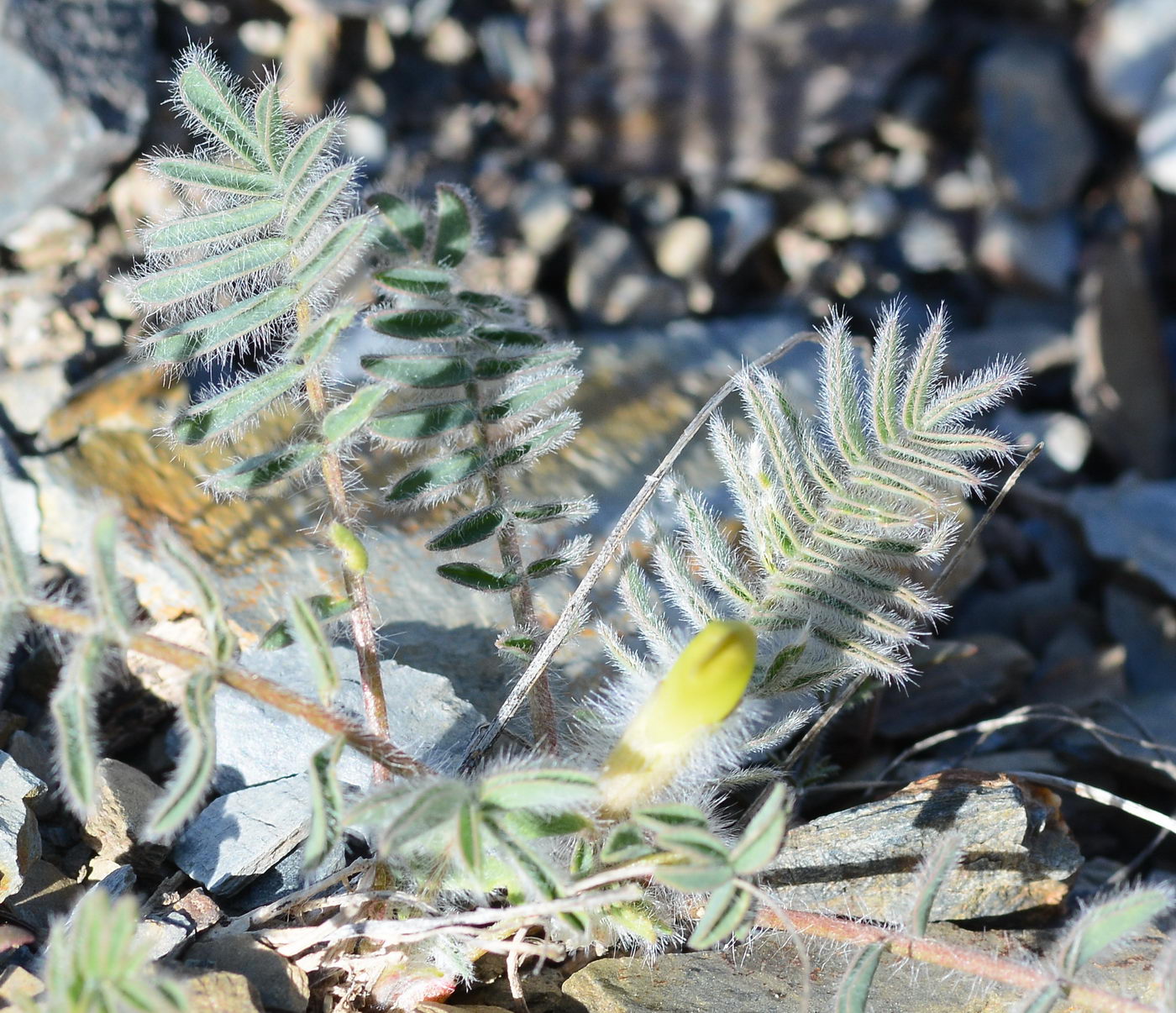 Image of genus Astragalus specimen.