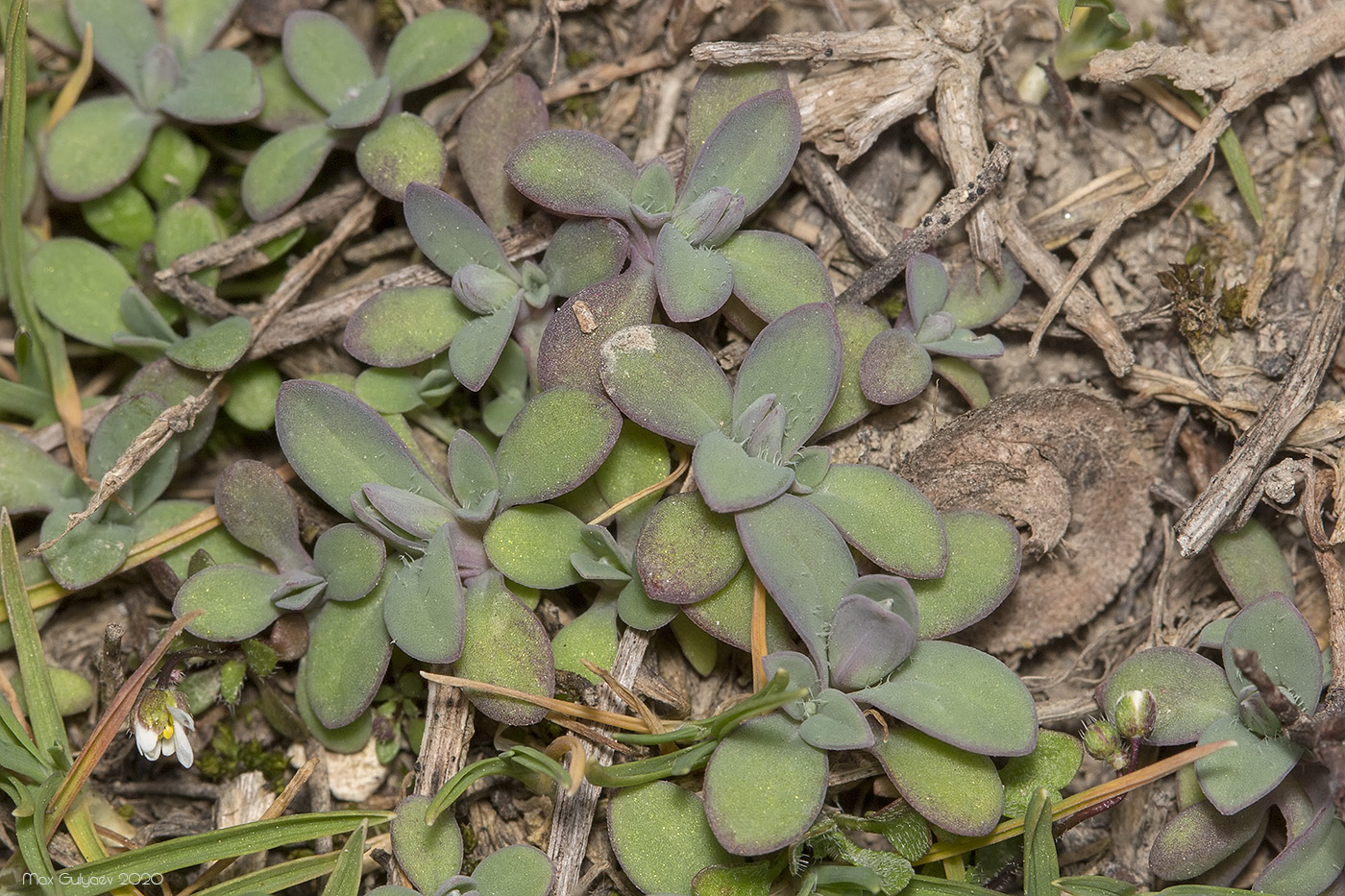 Image of Holosteum umbellatum specimen.