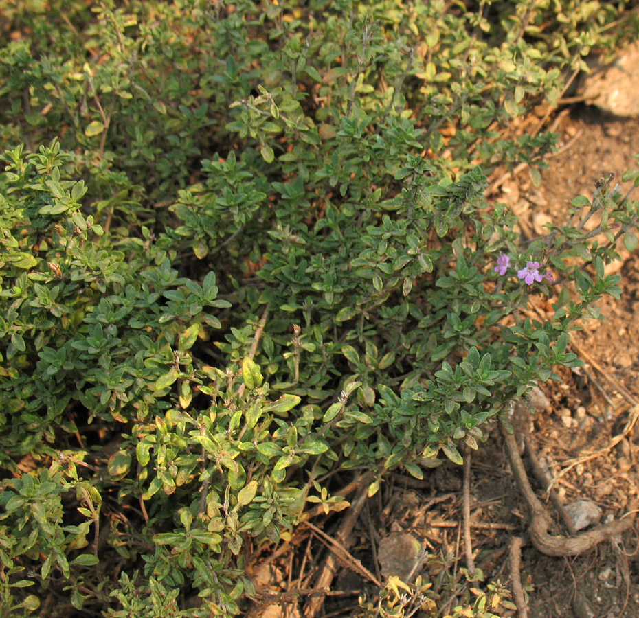 Изображение особи Thymus bashkiriensis.