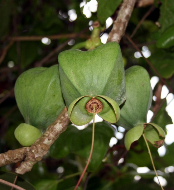 Image of Barringtonia asiatica specimen.