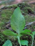 Prunella vulgaris. Поражённый(?) лист (вид снизу). Краснодарский край, Абинский р-н, окр. пос. Новый, берег р. Хабль. 27.05.2020.