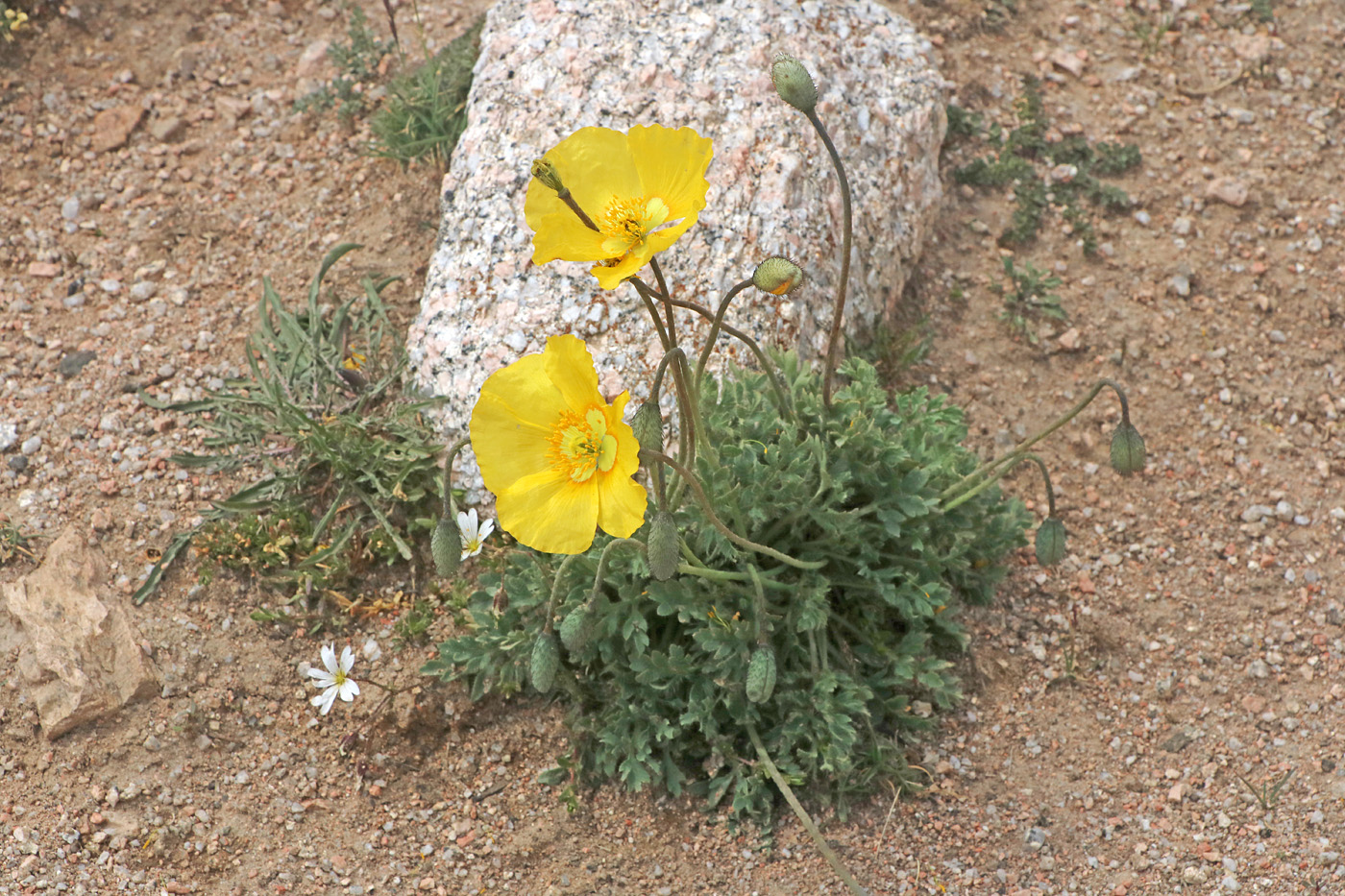 Image of Papaver croceum specimen.