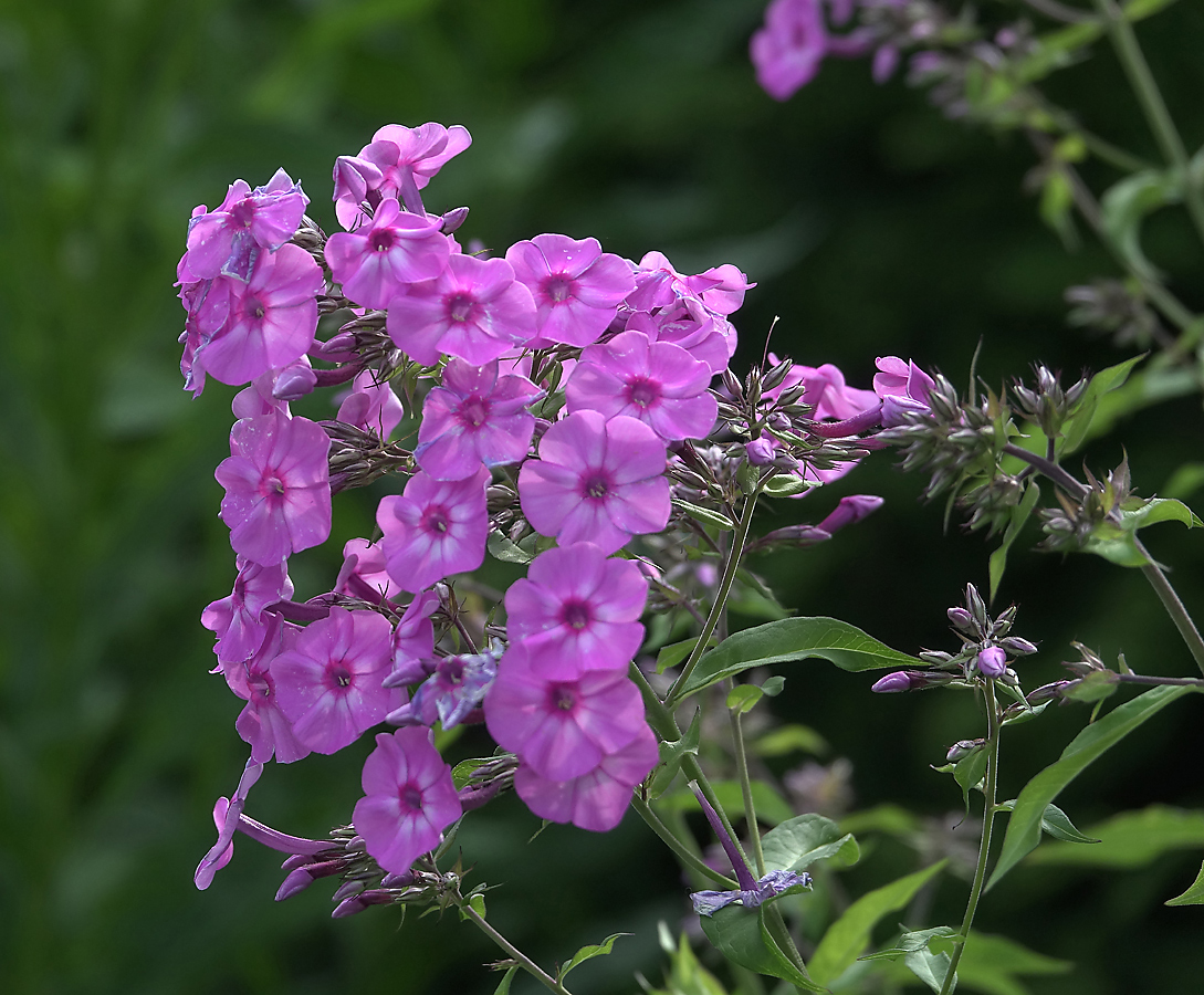 Image of Phlox paniculata specimen.