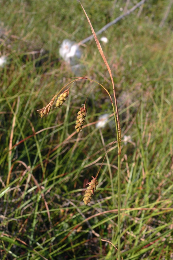 Image of Carex paupercula specimen.