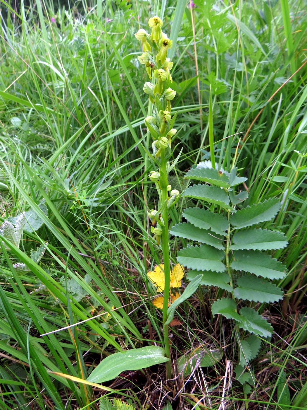 Image of Dactylorhiza viridis specimen.