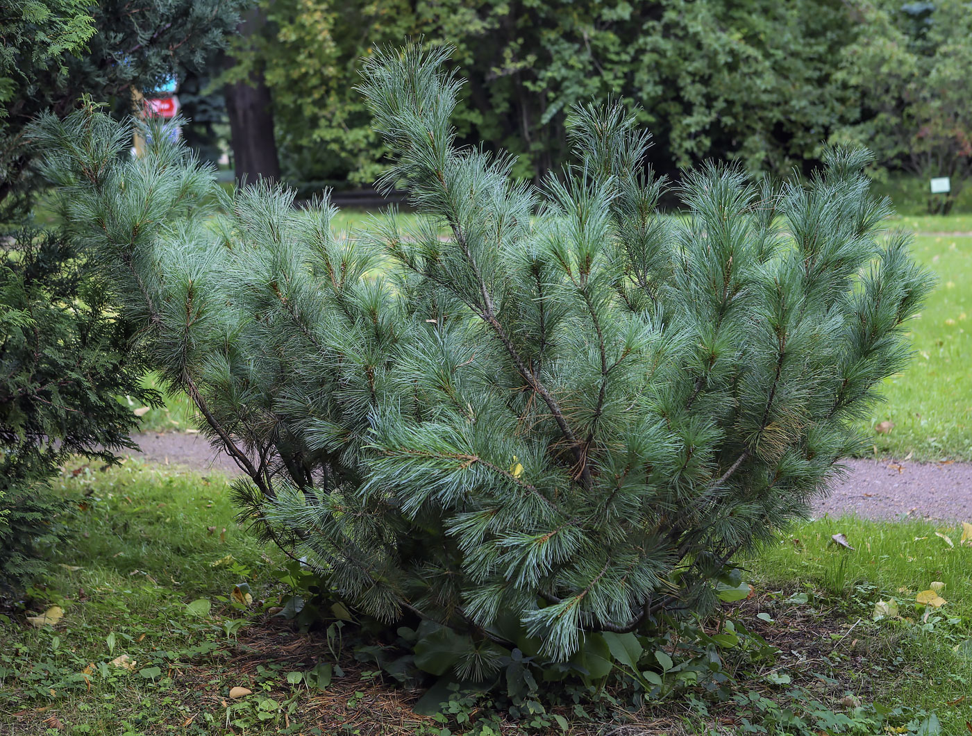 Image of Pinus pumila specimen.