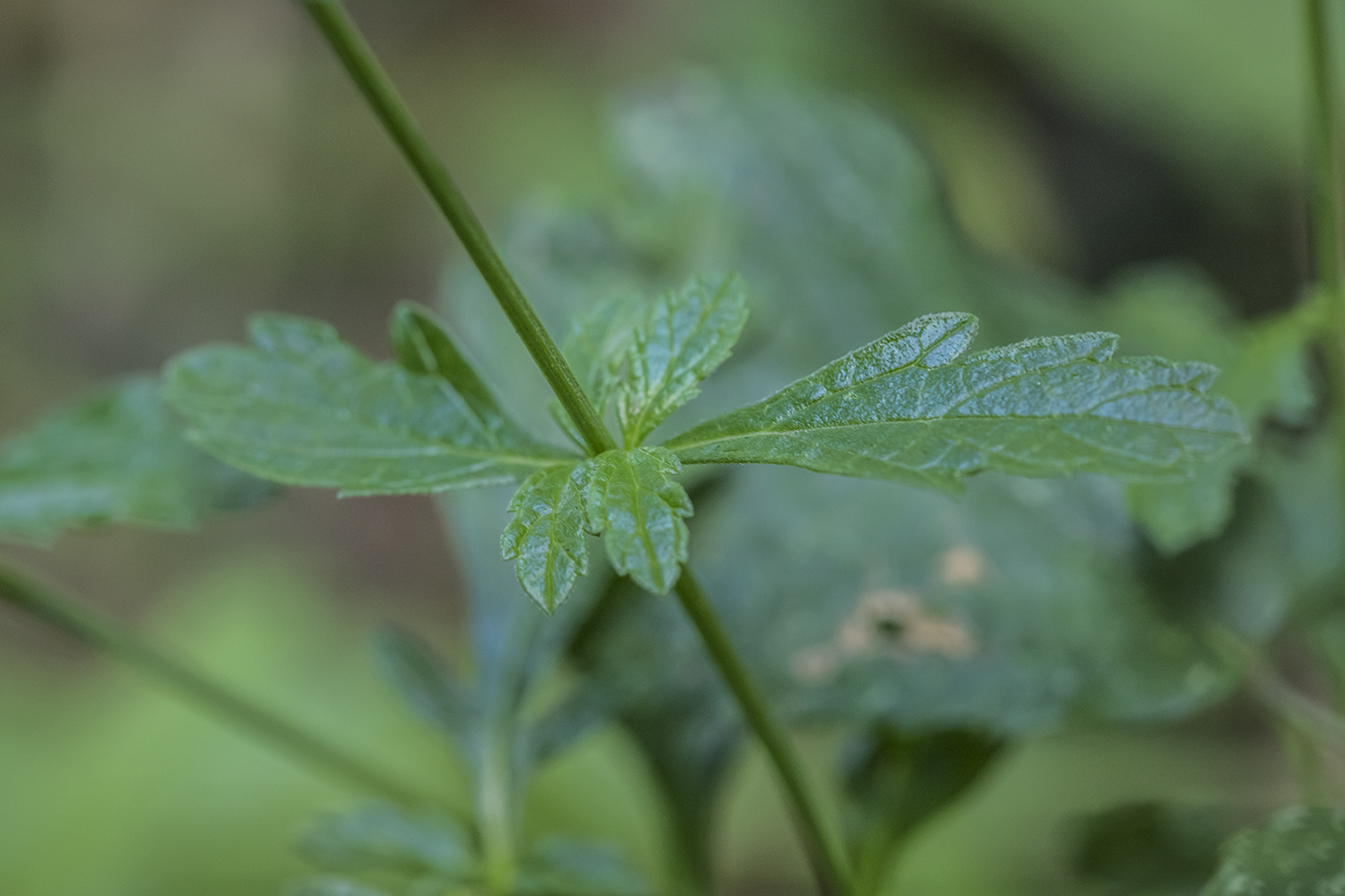 Изображение особи Verbena officinalis.