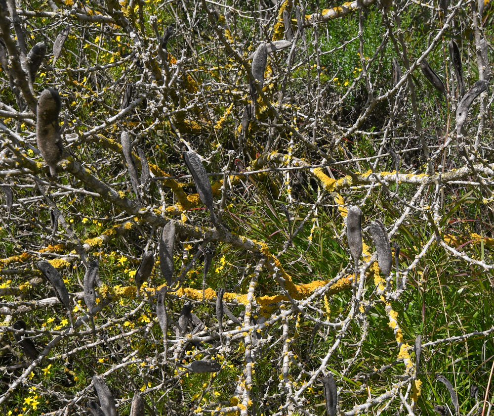 Image of Vachellia hebeclada specimen.