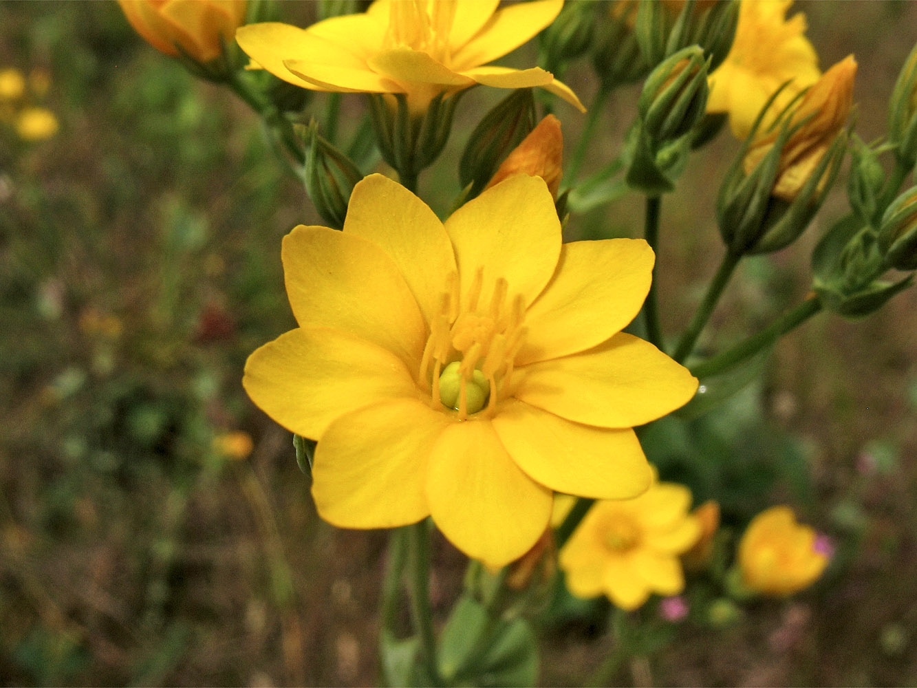 Image of Blackstonia perfoliata specimen.