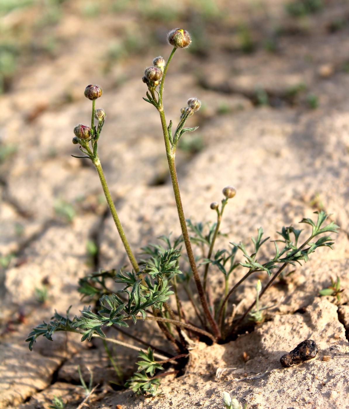 Image of Ranunculus platyspermus specimen.