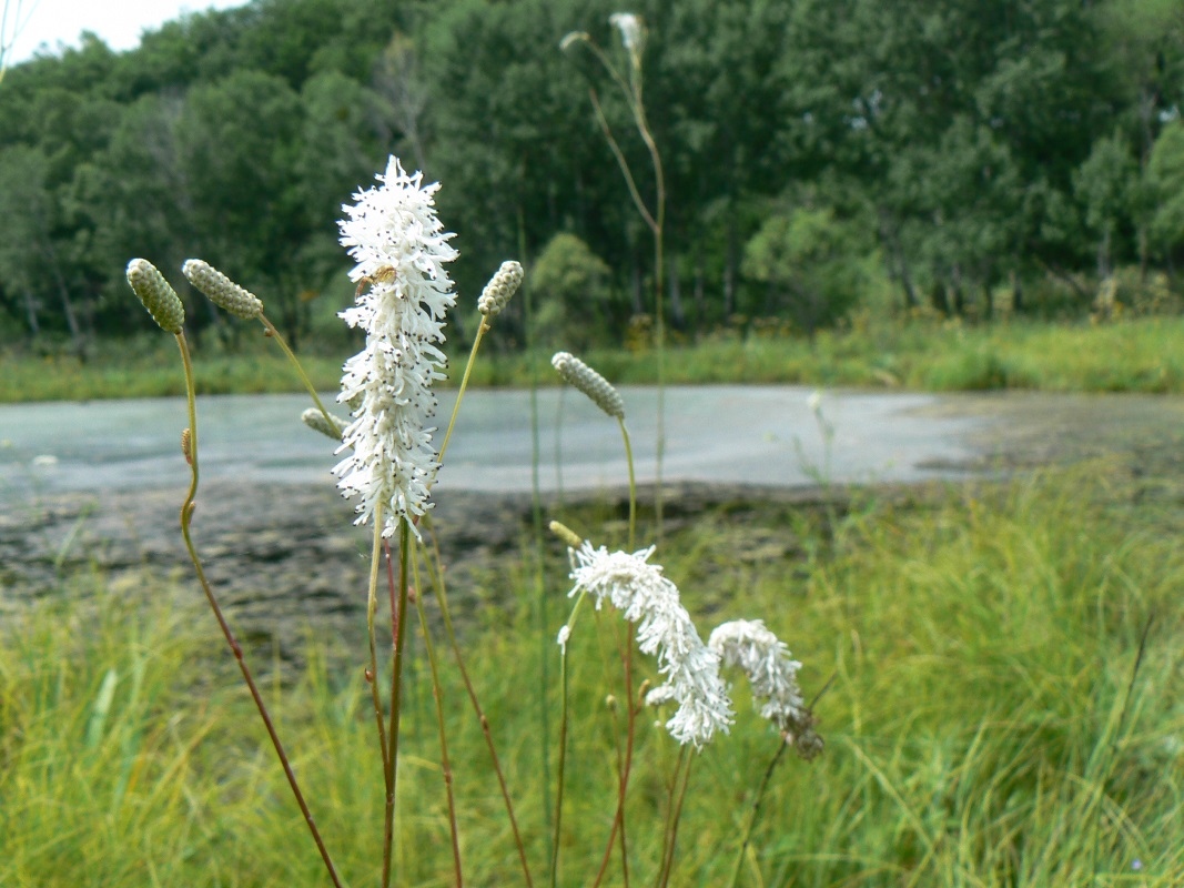 Изображение особи Sanguisorba parviflora.