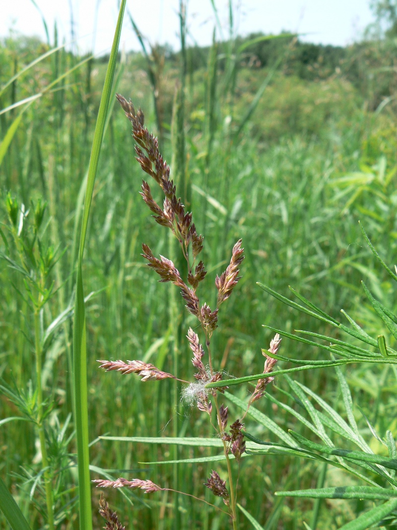 Image of Poa pratensis specimen.