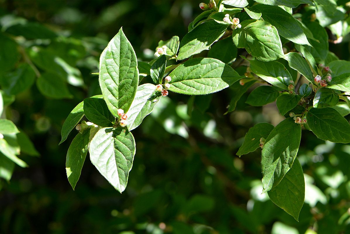 Изображение особи Cotoneaster foveolatus.