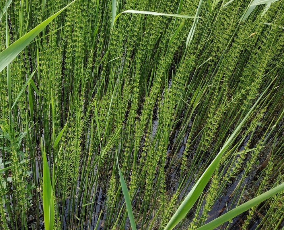 Изображение особи Equisetum fluviatile.