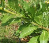 Verbascum eriorrhabdon. Часть стебля с листьями. Республика Абхазия, Гудаутский р-н, г. Новый Афон, берег реки Псырцха. Июль 2021 г.