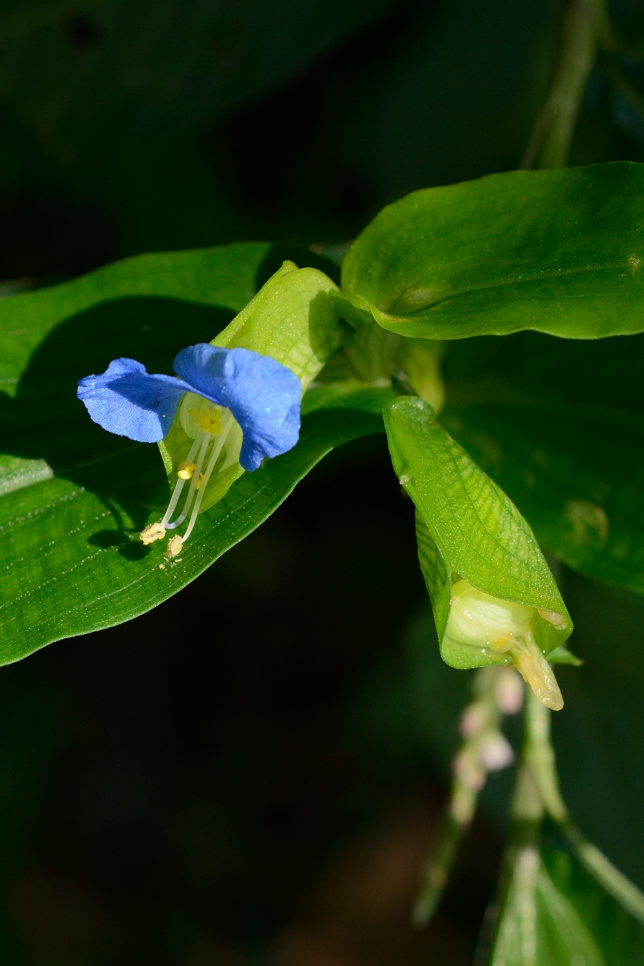 Image of Commelina communis specimen.