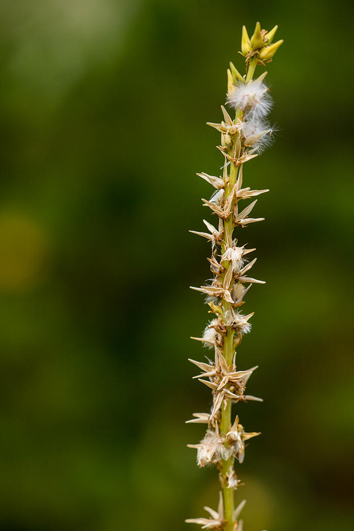 Image of Myricaria squamosa specimen.