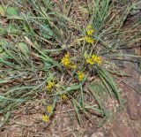 Bupleurum odontites