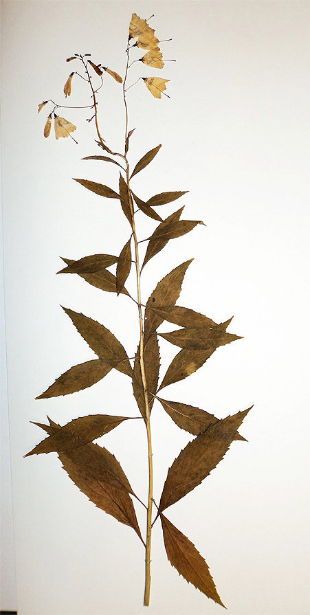 Image of Adenophora liliifolia specimen.