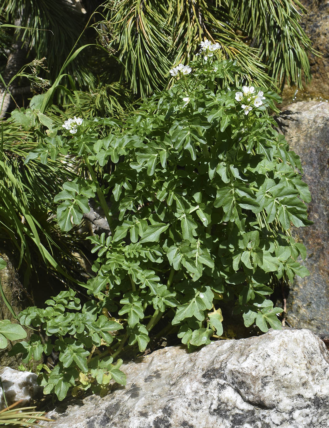 Изображение особи Cardamine amara.