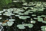 Nymphaea candida