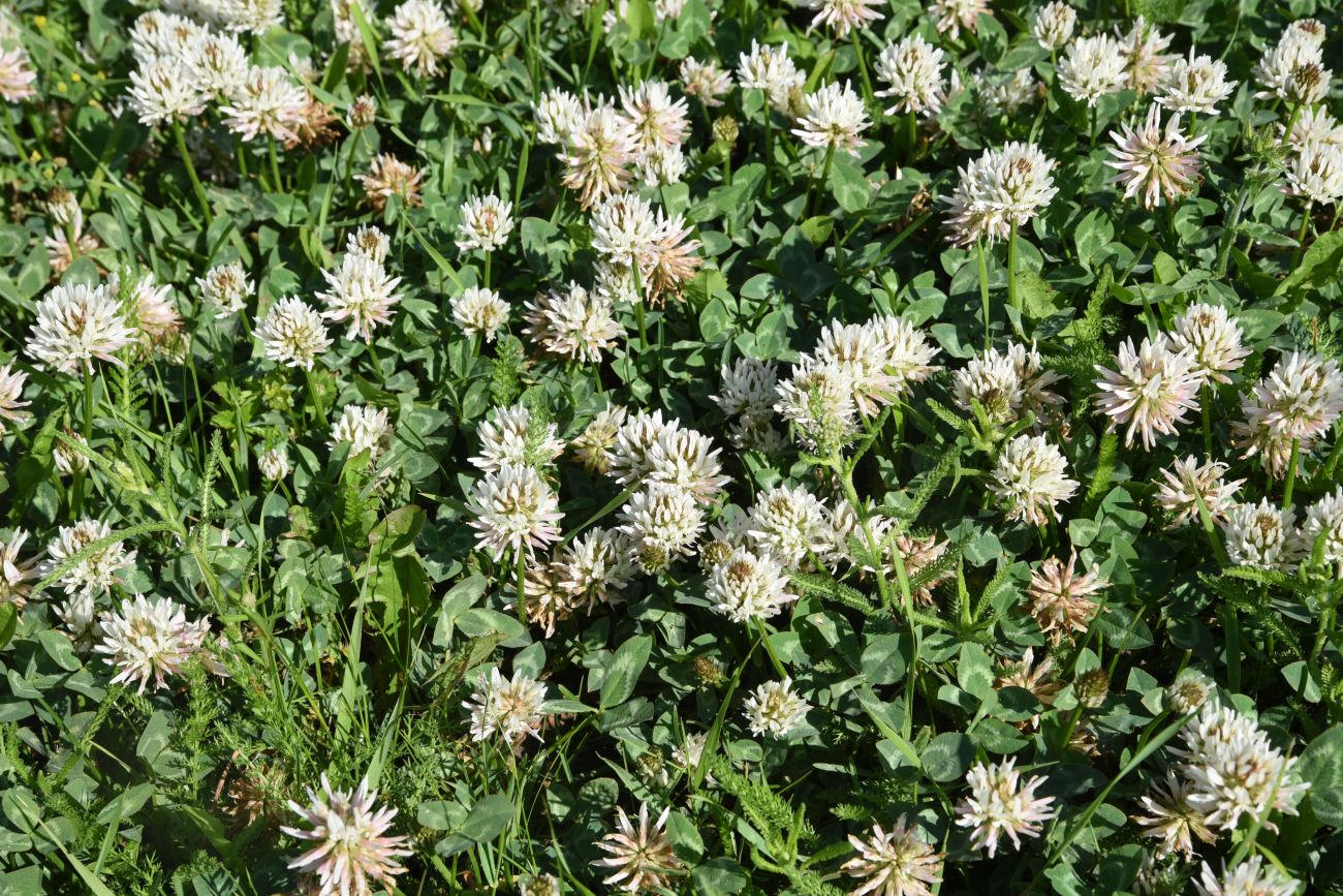 Изображение особи Trifolium ambiguum.