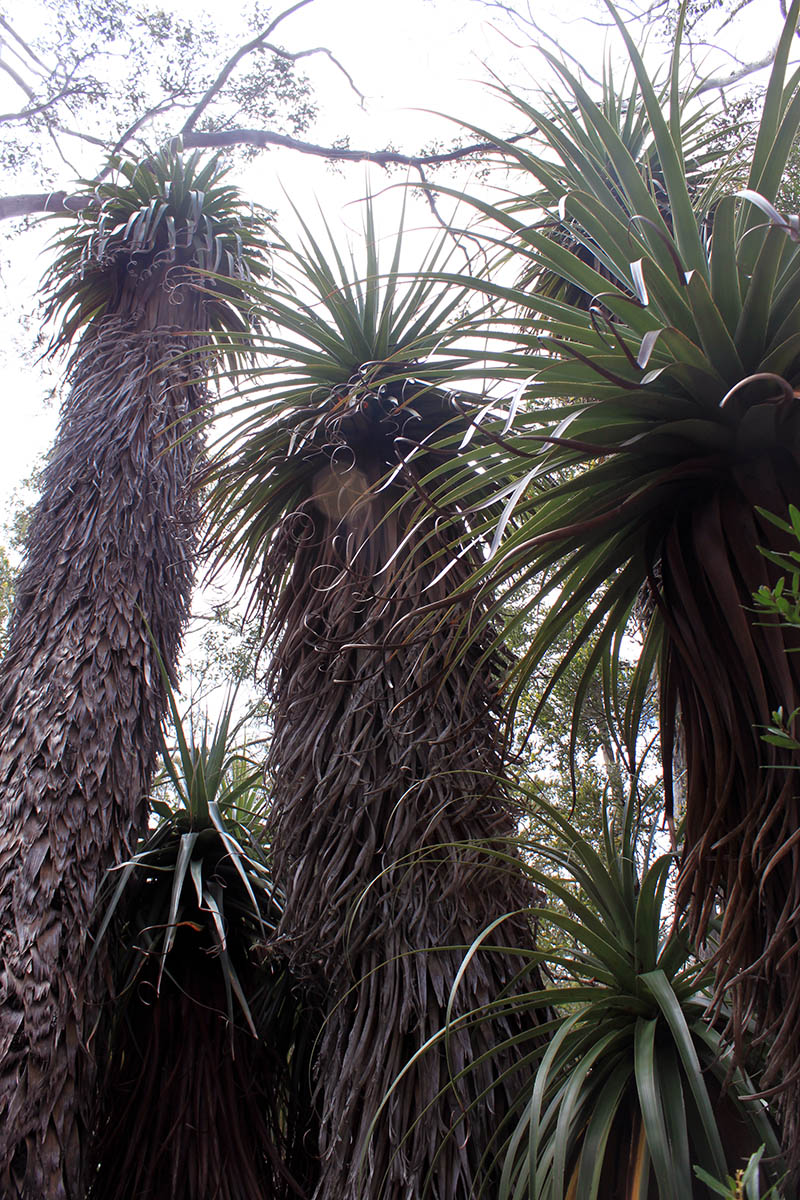 Image of Dracophyllum pandanifolium specimen.