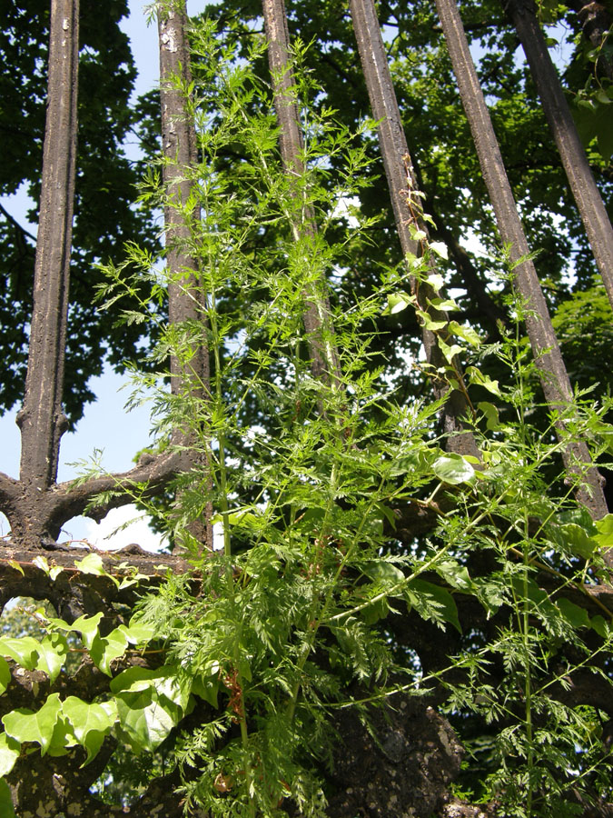 Image of Artemisia annua specimen.